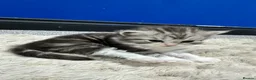 Persian cats for sale: 5 Beautiful Purebred Persian Kittens–Available now - Advert 19
