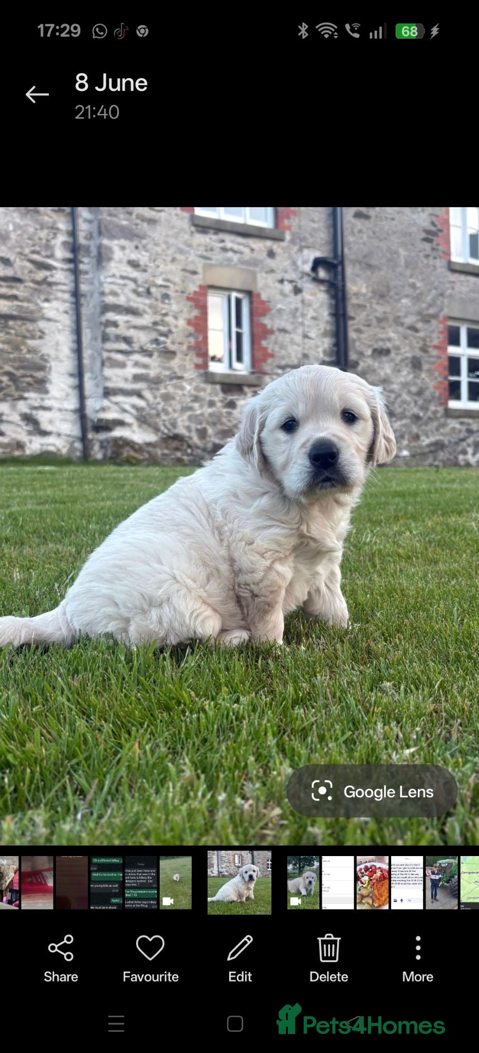 Golden Retriever dogs Gorgeous Golden retriever  - Advert 6