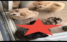Chow Chow dogs for sale: 2 Beautiful Male Chow Chow Puppies for sale  - Image 8