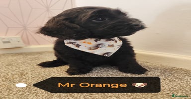 Cockapoo dogs - Advert 15