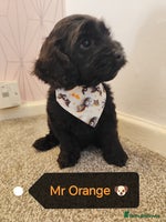 Cockapoo dogs - Advert 1