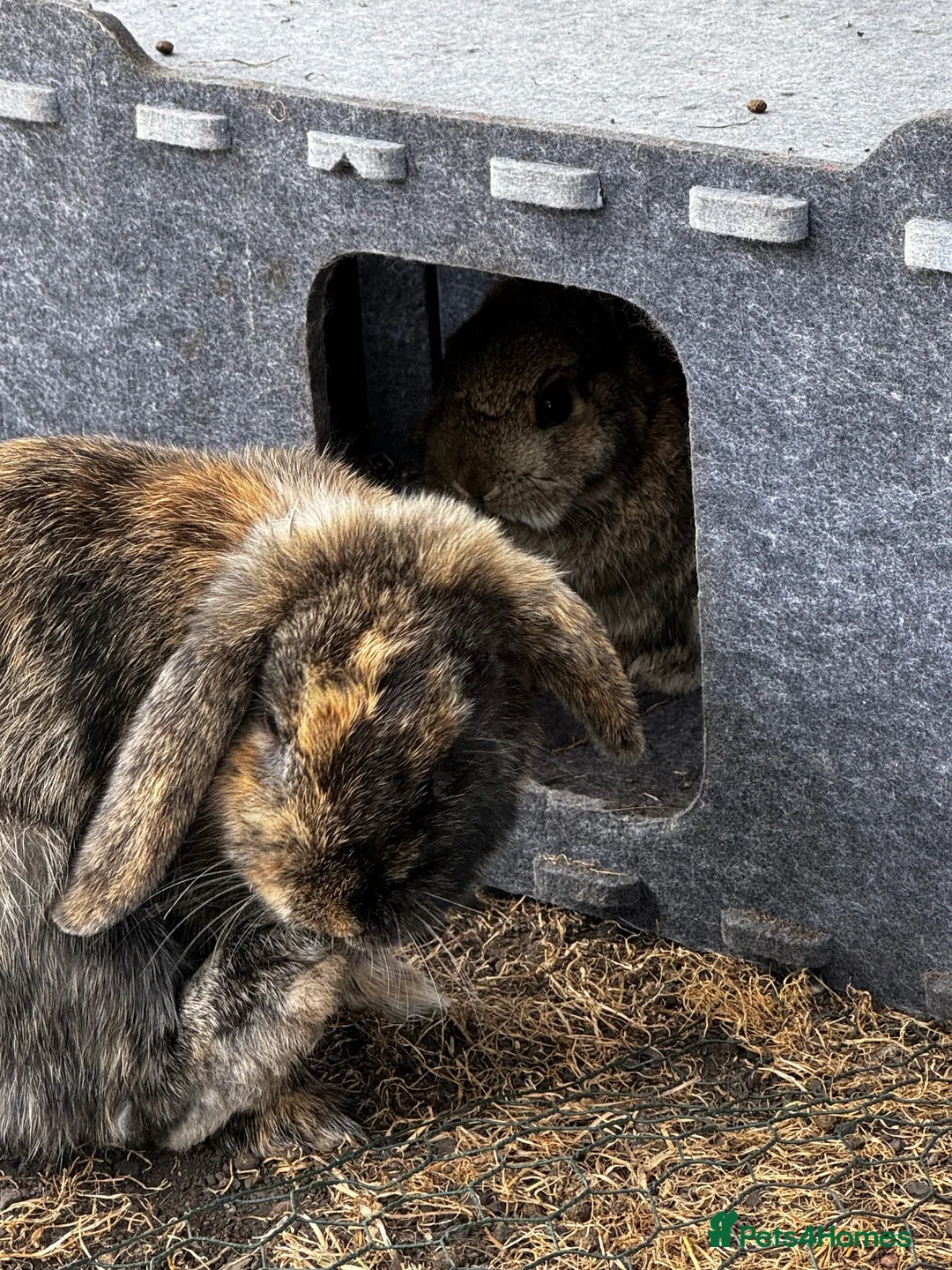Lionhead rabbits for sale: Netherland x lop - Advert 3