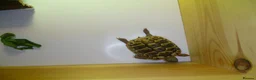Hermann Tortoise reptiles for sale: 2x Hermann Tortoises With Tortoise Table SetUp in Bournemouth - Advert 3