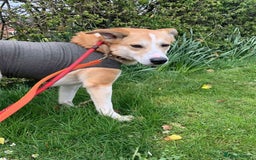 Mixed Breed dogs for adoption: Meet Honey, currently residing in Cheshire  - Image 4