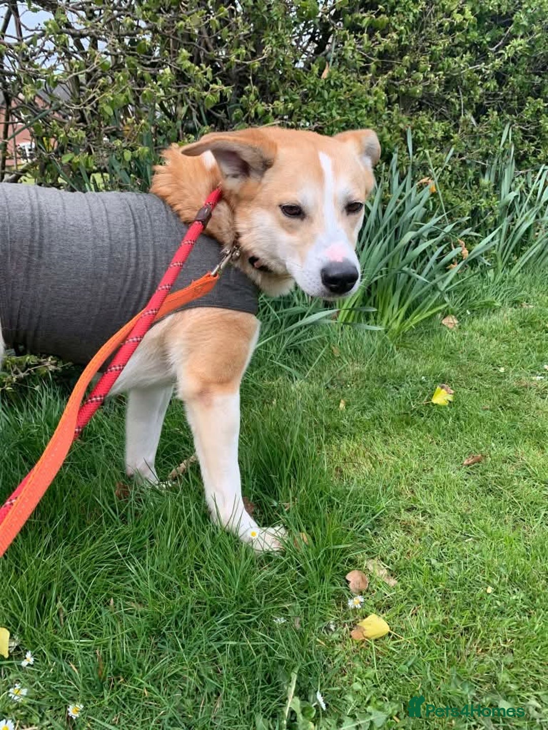 Mixed Breed dogs for adoption: Meet Honey, currently residing in Cheshire  - Image 4