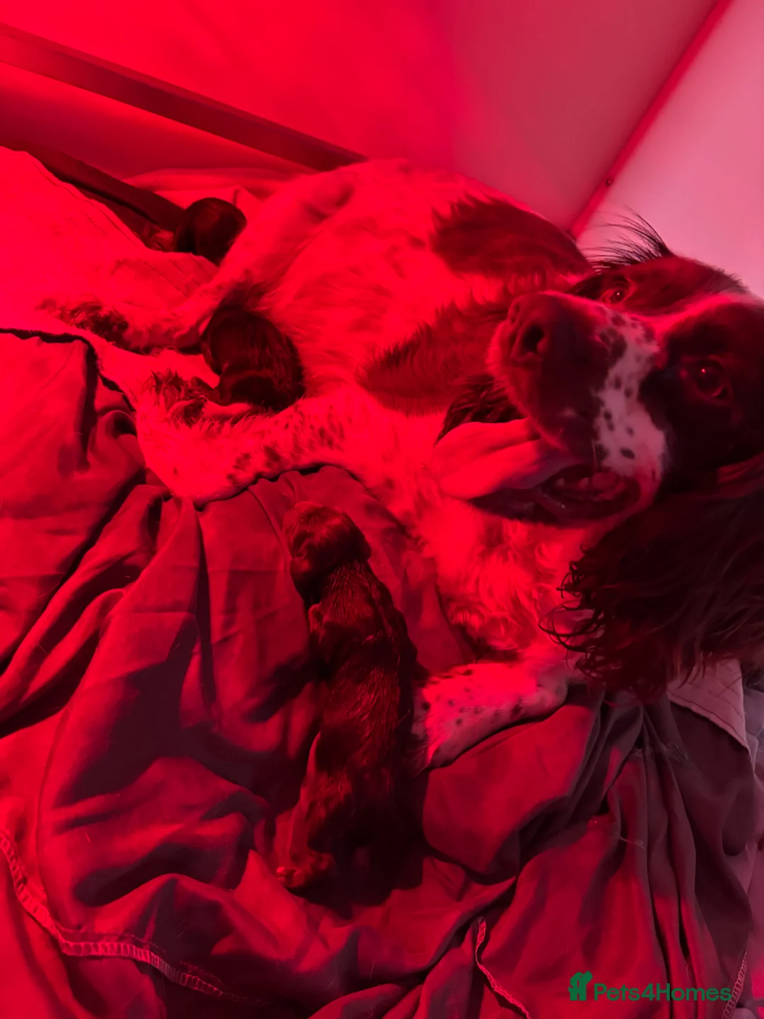 Sprocker dogs for sale: STUNNING SPROCKERS in Dudley - Advert 1