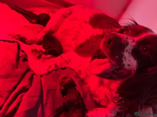 Sprocker dogs STUNNING SPROCKERS - Advert 1