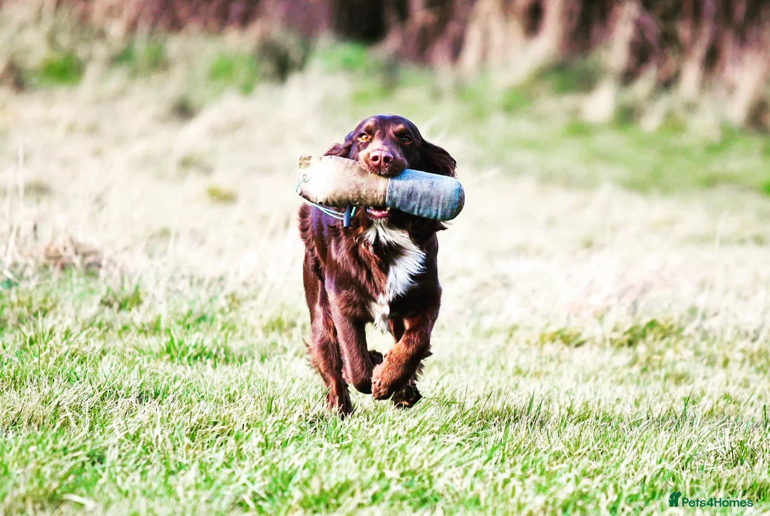Cocker Spaniel dogs for stud: Cocker spaniel for stud extensively health tested  in Shrewsbury - Advert 19