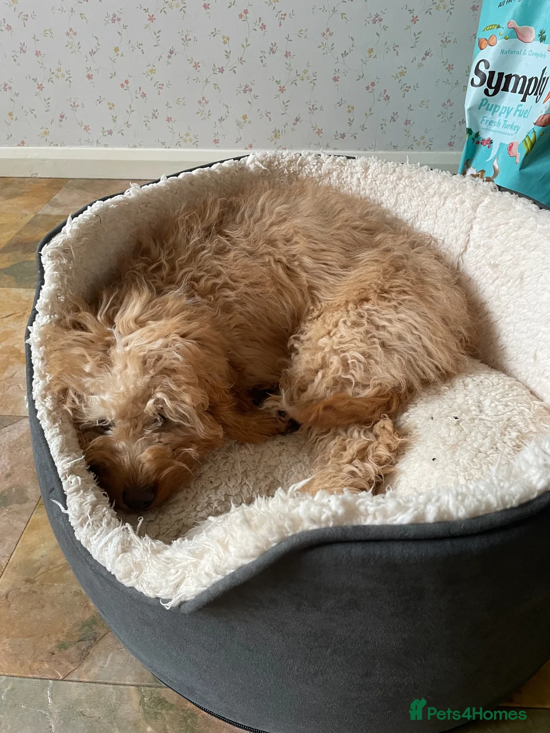 Cavapoo dogs for sale: F1B Cavapoo 6 months - Advert 2