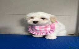 Coton De Tulear dogs for sale: 2 Stunning coton de Tulear girls - Image 1
