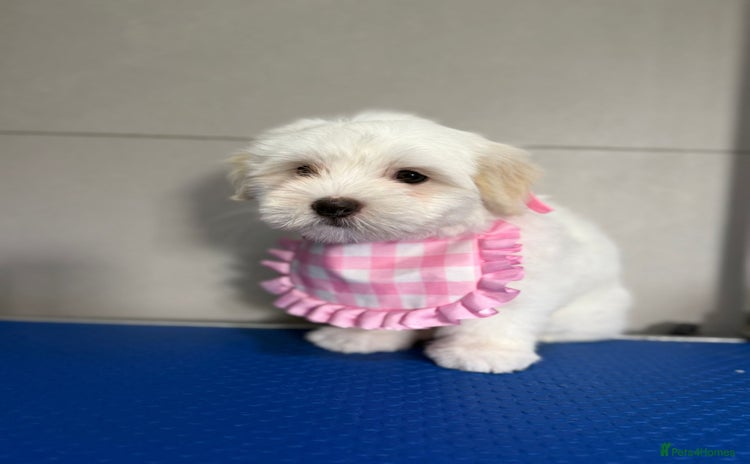 Coton De Tulear dogs - Advert 2