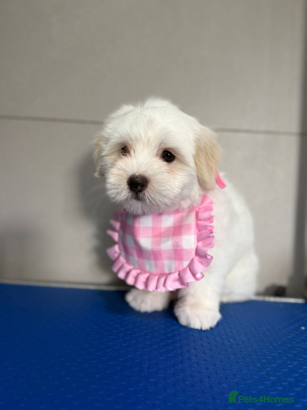 Coton De Tulear dogs for sale: 2 Stunning coton de Tulear girls - Image 1