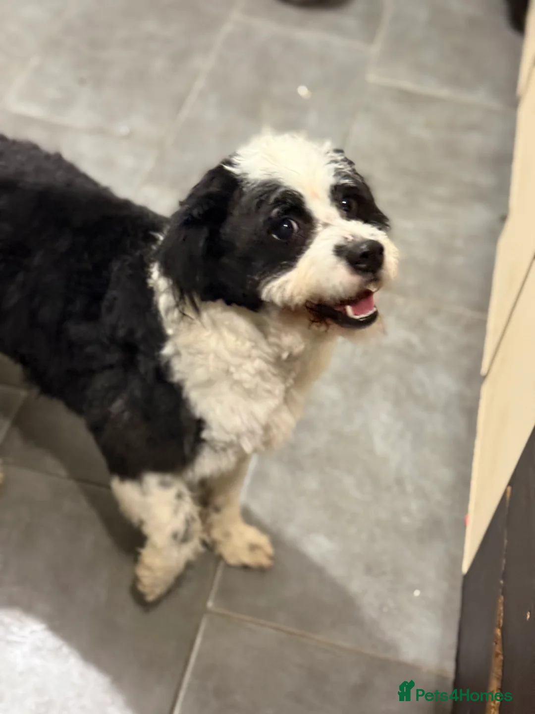 Mixed Breed dogs for adoption: Cute Teddy looking for True Love  - Advert 15