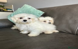 Mixed Breed dogs for sale: Maltichons beautiful bundles of fluff  - Image 8