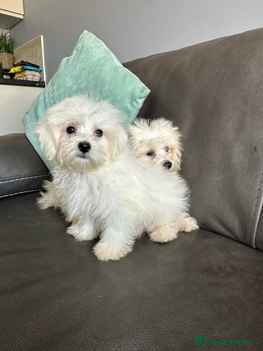 Mixed Breed dogs for sale: Maltichons beautiful bundles of fluff  - Image 8