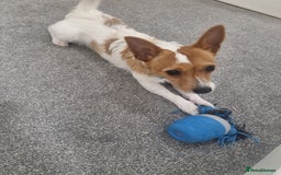 Jack Russell dogs for stud: FOR STUD young jack russell - Image 1
