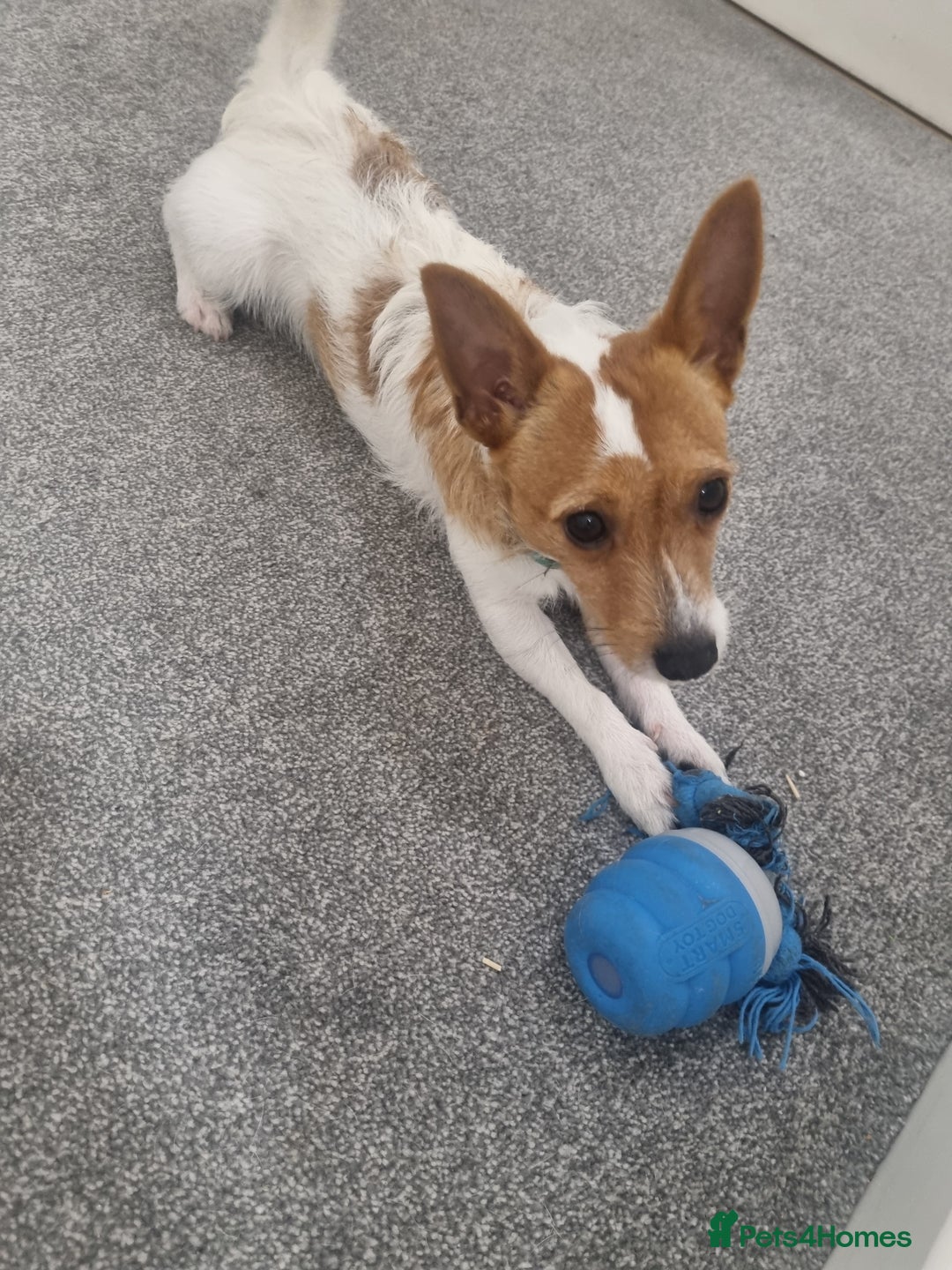 Jack Russell dogs for stud: FOR STUD young jack russell - Image 1