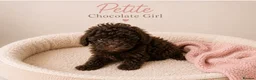 Toy Poodle dogs for sale: Chocolate & Toy Poodle Babies READY NOW - Advert 18