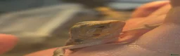 Bearded Dragon reptiles for sale: Healthy well started Baby Bearded Dragons  - Advert 9