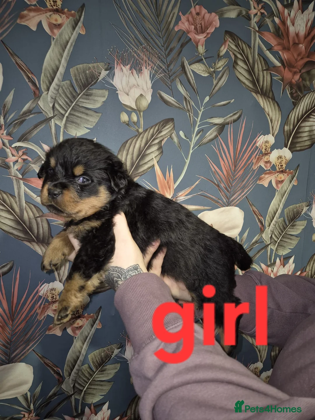 Rottweiler dogs for sale: 1 Left male Exceptional KC Registered Rottweiler  - Advert 28