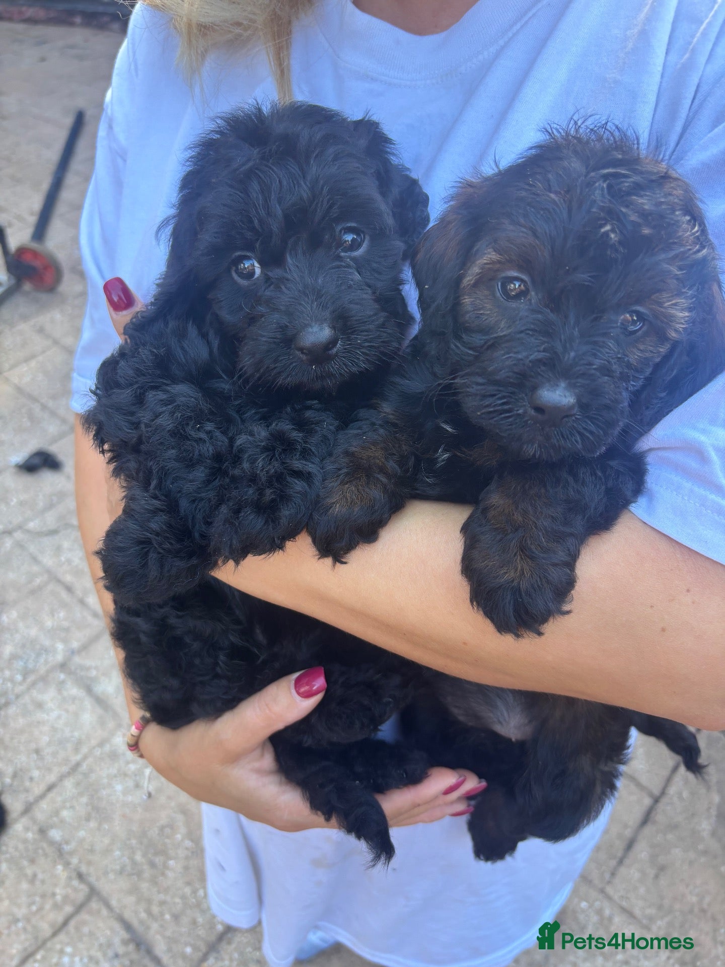 Cockapoo dogs Cockapoo puppies F1B - Advert 2