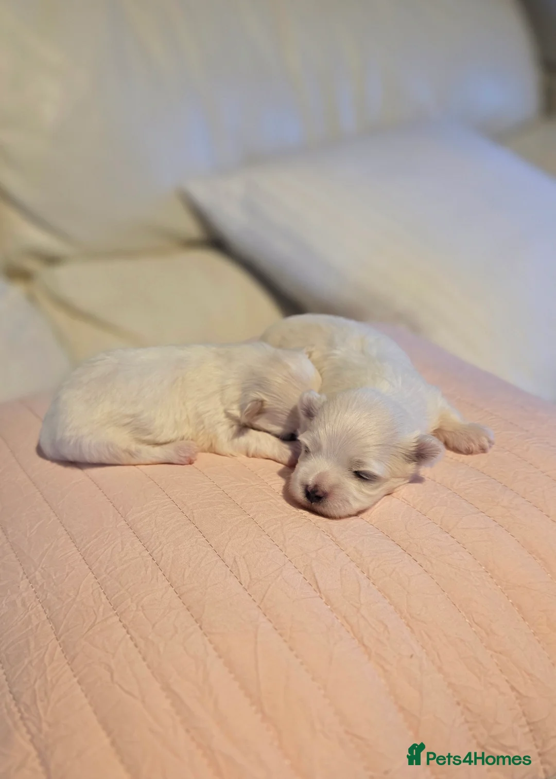 Maltese dogs for sale: KC registered Maltese Puppies - Advert 10