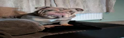 English Bulldog dogs for sale: Female neutered Pedigree English Bulldog   in Lincoln - Advert 8