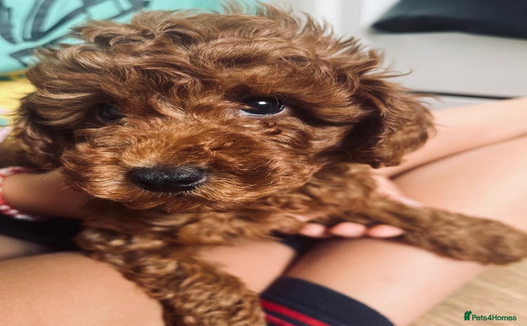 Toy Poodle dogs - Advert 13