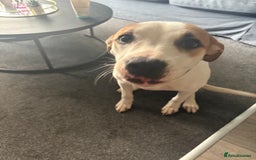 American Bulldog dogs for sale: 7 month old full breed American Bulldog - Image 1