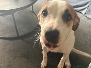 American Bulldog dogs 7 month old full breed American Bulldog - Advert 2