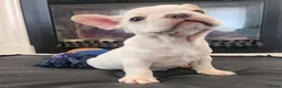 French Bulldog dogs for sale: Platinum French Bulldog Puppies - Advert 19