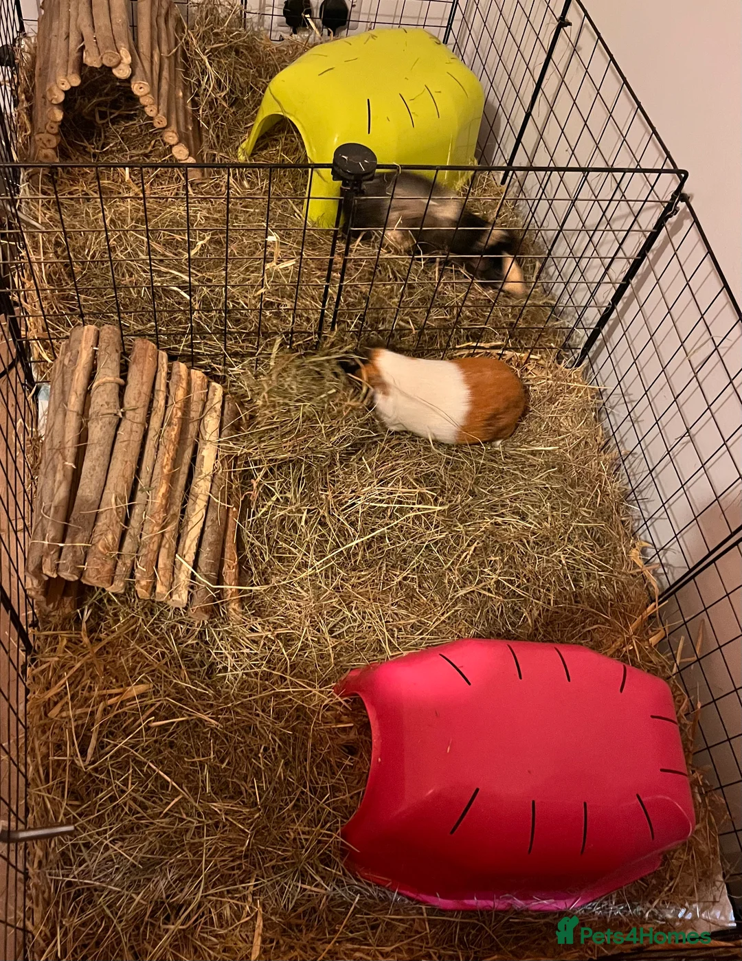 Guinea Pig rodents for sale: Guinea Pigs Rehoming  in Sittingbourne - Advert 2