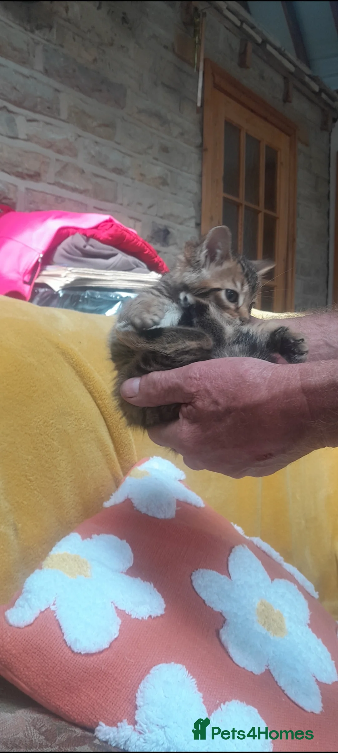 Bengal cats for sale: British Bengal kittens  - Advert 2