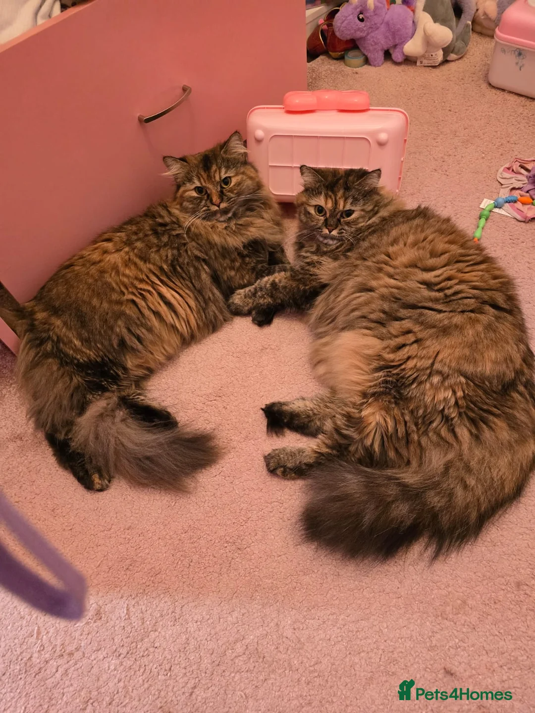 Mixed Breed cats for sale: Cookie & Peanut - half persian tabby girl cats  - Advert 2