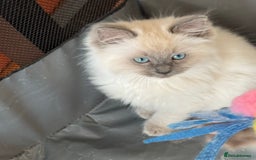 Ragdoll cats for sale: Quality Ragdolls for perfect homes - Image 3