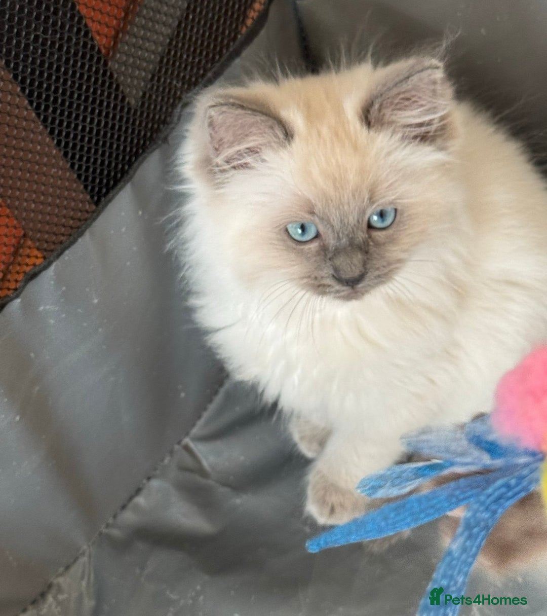 Ragdoll cats for sale: Quality Ragdolls for perfect homes - Image 3