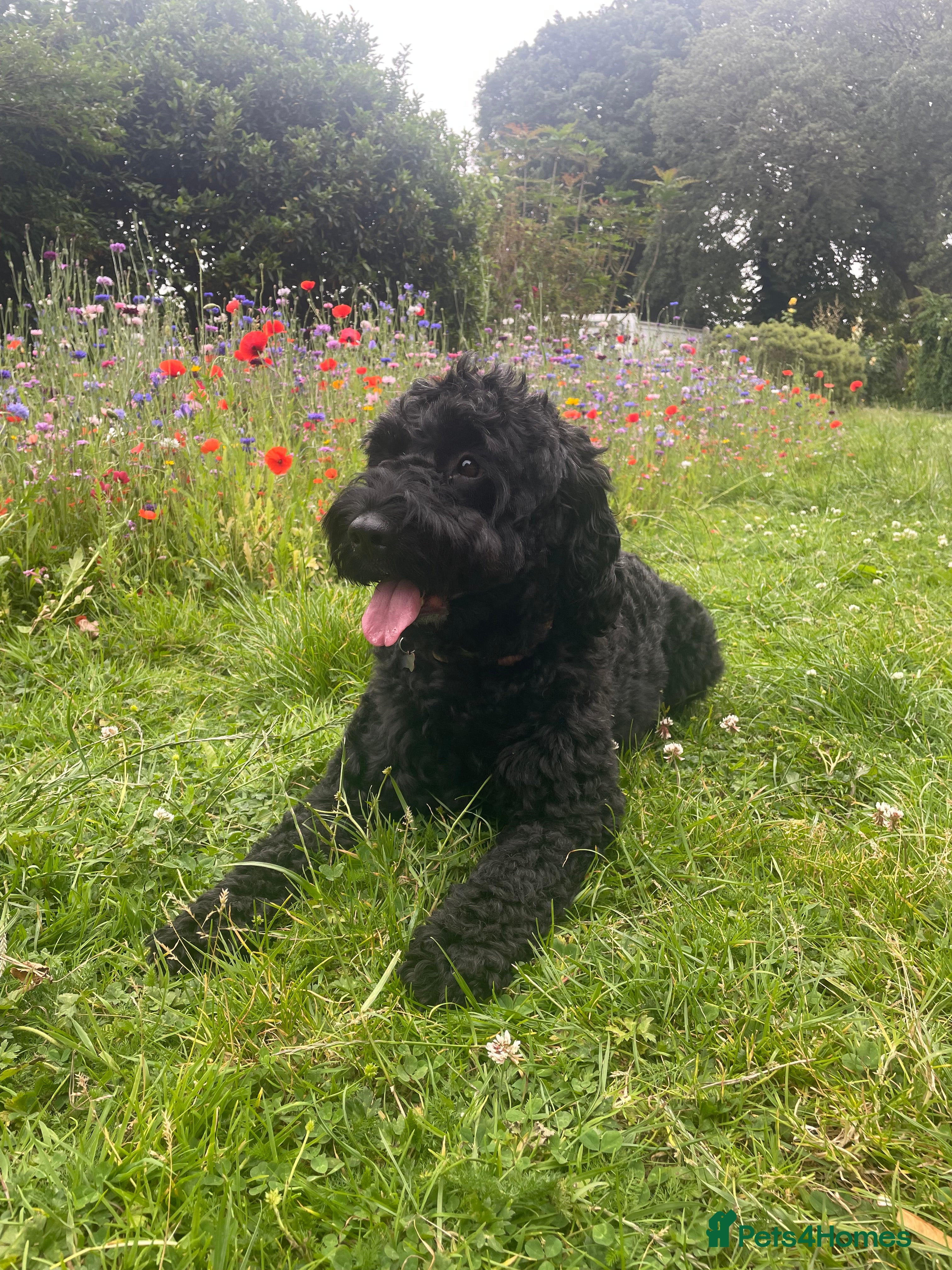 Mixed Breed dogs Litter Due  - Advert 14