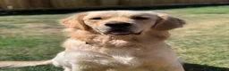 Golden Retriever dogs for stud: Beautiful KC-Reg Golden Retriever Stud (proven) - Advert 8