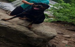 Rottweiler dogs for sale: Heartbreaking decision - Image 2