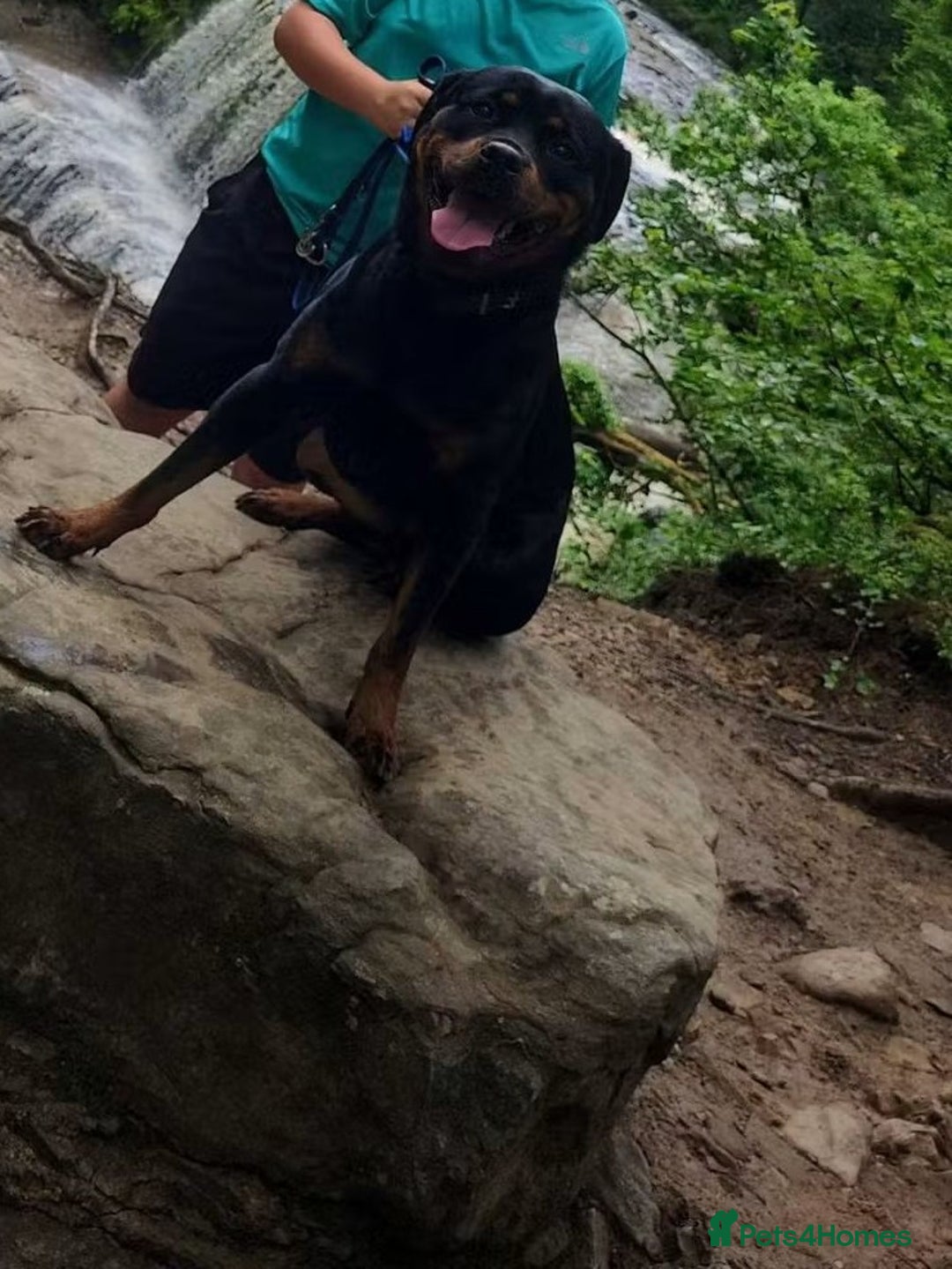 Rottweiler dogs for sale: Heartbreaking decision - Image 2