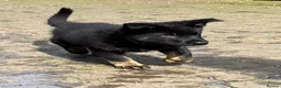 German Shepherd dogs for sale: KC Reg Stunning Working Line German Shepherd Pups - Advert 8