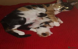 Mixed Breed cats for sale: Kittens  - Image 3