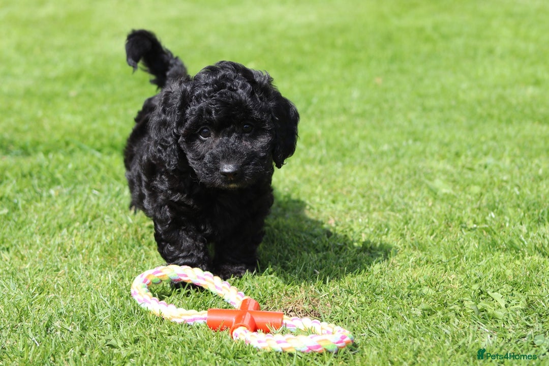 Cavapoochon dogs for sale: Beautiful Cavapoochon puppies for sale - Image 15