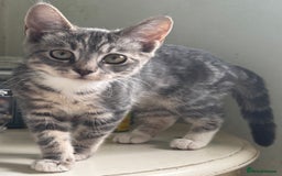 British Shorthair cats for sale: Female British Short Hair Kitten for sale - Image 2
