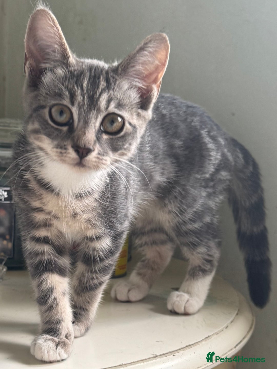 British Shorthair cats for sale: Female British Short Hair Kitten for sale - Image 2
