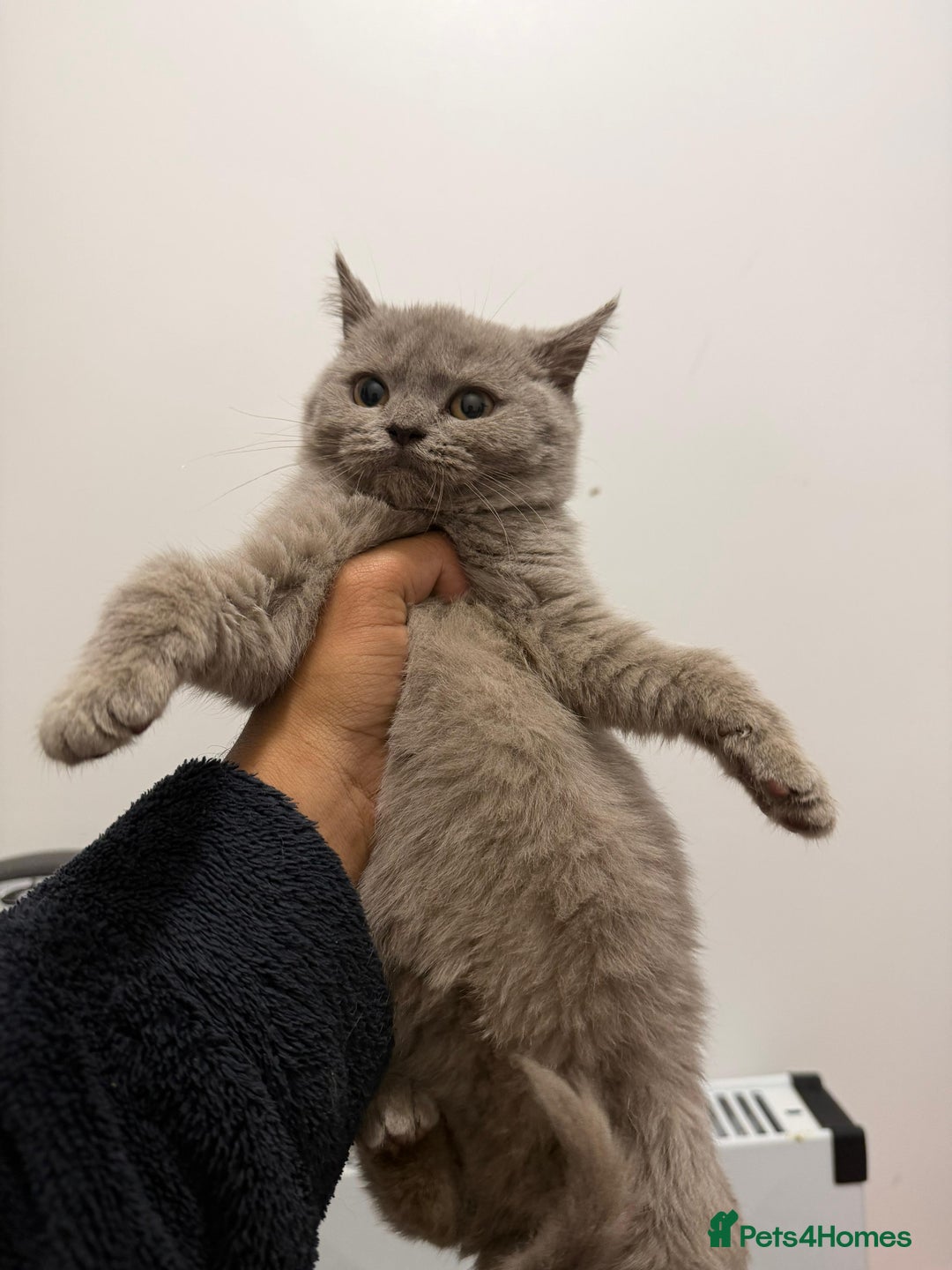 British Shorthair cats for sale: Purebred British Shorthair kittens ready to leave! - Advert 6