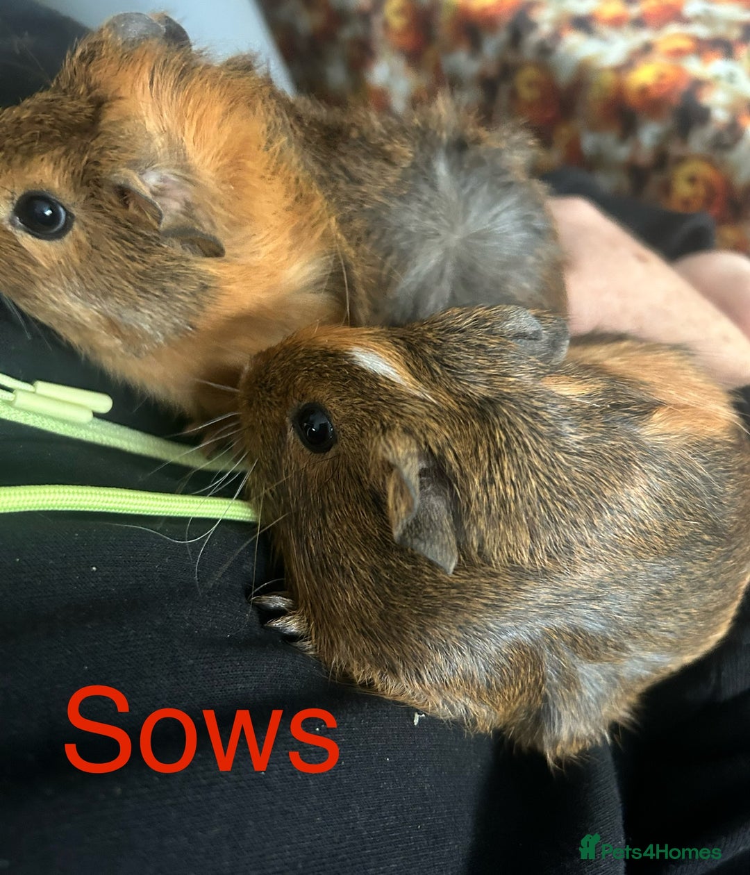 Guinea Pig rodents for sale: Bonded sows and boars £40 pair - Image 2