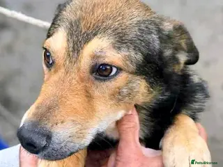 Mixed Breed dogs 🐾 Meet Boaz. You’re going to love him 🤍🐾 - Advert 10