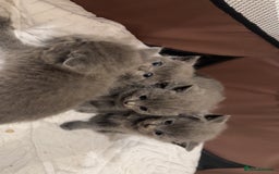 British Shorthair cats for sale: Bsh kittens  - Image 2