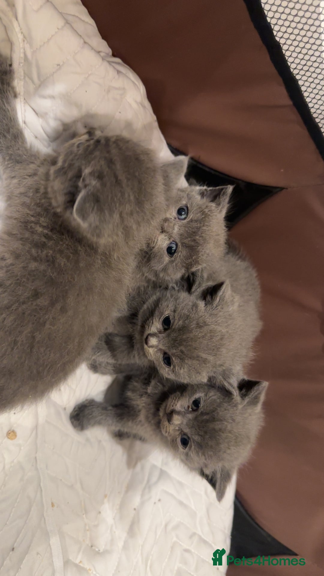 British Shorthair cats for sale: Bsh kittens  - Image 2